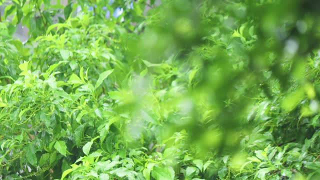 4K近距离背景，前景雨在树。近距离下雨的树叶在白天的时间。小雨洒在小树上。绿色自然的概念。视频素材