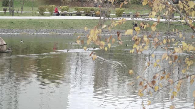 鸭子在池塘和树枝里视频素材