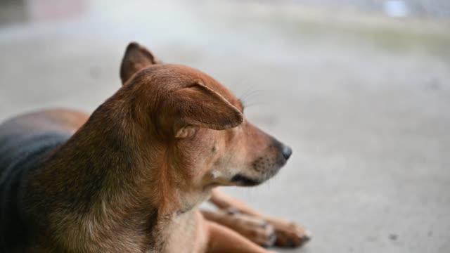 家养的棕色流浪狗在雨天休息和孤独视频素材