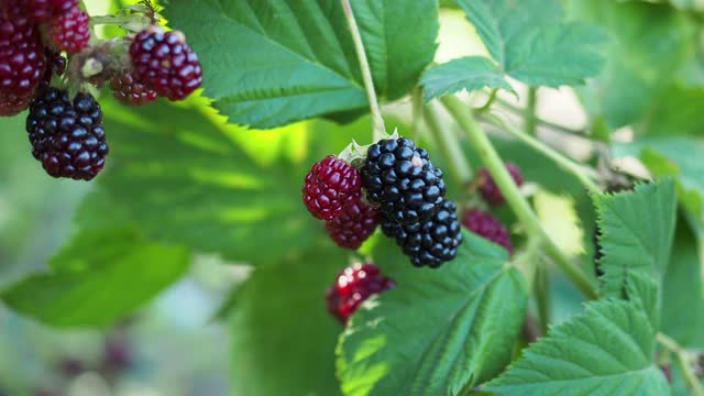 特写一束黑莓在花园里的灌木在阳光明媚的日子视频素材