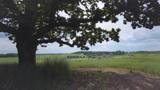 夏日田野里的老橡树在风中摇曳视频素材