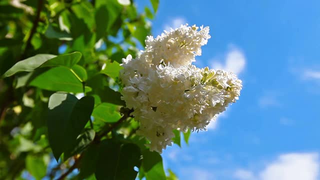 盛开的丁香花映衬着多云的天空视频素材