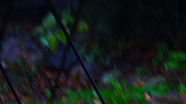 秋天的雨天，一只松鼠在绿色的鸟窝里觅食视频素材