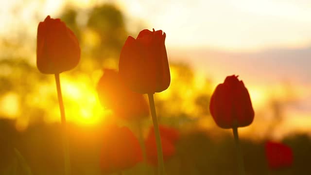 花朵郁金香在夕阳的背景视频素材