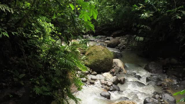 一种水流湍急的热带溪流，河水清澈，有许多小卵石和覆盖着苔藓的大卵石视频素材