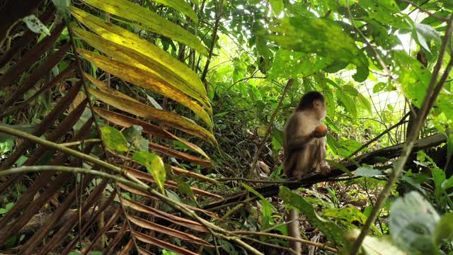 一只关在笼子里的卷尾猴(Cebus Albifrons)，在吃别人给他的蛋时很满足视频素材