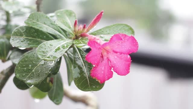 近距离拍摄美丽的粉红色腺花风吹在雨中视频素材