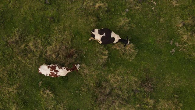 两头棕白相间的奶牛在绿色的田野上吃草。4 k决议。俯视图或空中俯瞰田野和放牧的奶牛。农业的概念视频素材