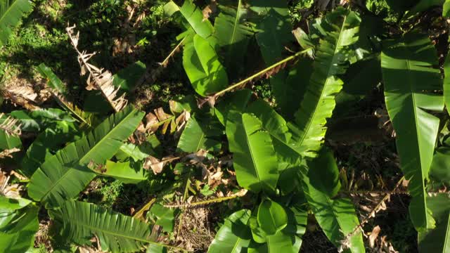 飞过香蕉植物的绿叶，因为大风而上下移动视频素材