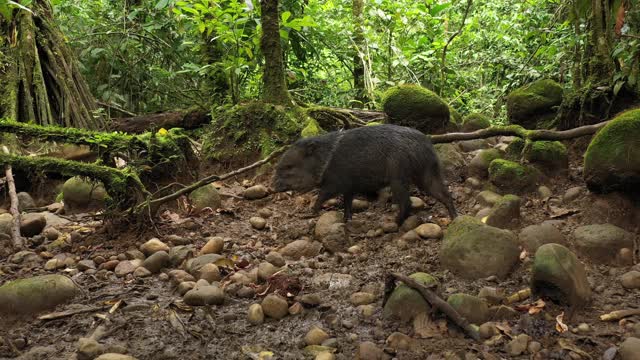 南美热带雨林中，一种羽衣甘蓝雀(Pecari tajacu)正在接近食物，同时警惕着捕食者视频素材