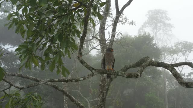 这是一段在南美洲多云雨林的树枝上栖息着一只大鹰的静态视频视频素材