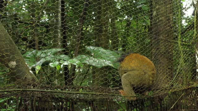 一只松鼠猴，saimiri，坐在一个覆盖着苔藓的旧篱笆上，笼子里有文字空间视频素材