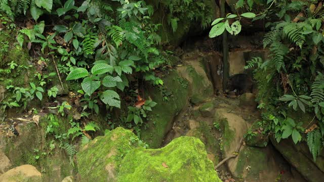 在南美洲的亚马逊雨林中，一只白色嘴唇的美洲pecari, Tayassu pecari，正在四处寻找食物，背景是一个小瀑布视频素材