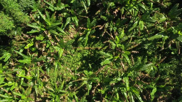 鸟瞰从高处开始，向香蕉种植园靠近视频素材