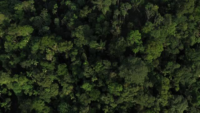 一架无人机在南美厄瓜多尔热带雨林的树冠上方拍摄，展示了许多类型的树木和棕榈树视频素材