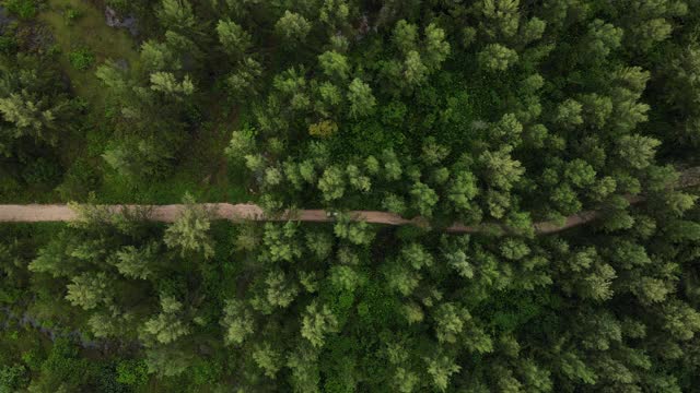 4k高空俯视图小车跟踪跟踪在乡村道路上的松树林视频素材