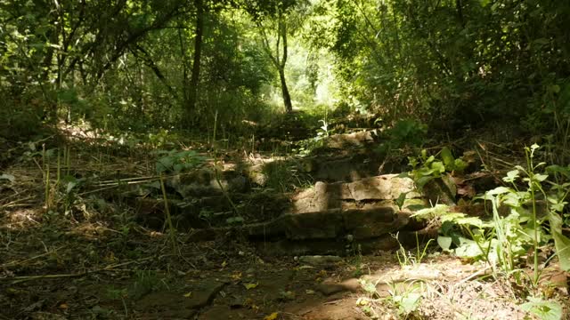 建立森林步幅慢镜头场景视频素材