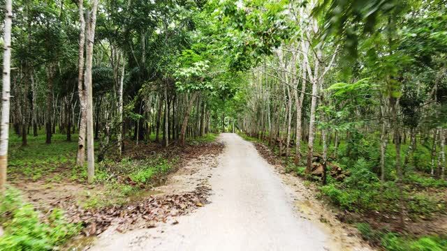 4k空中飞行通过农村公路之间的para橡胶场视频素材