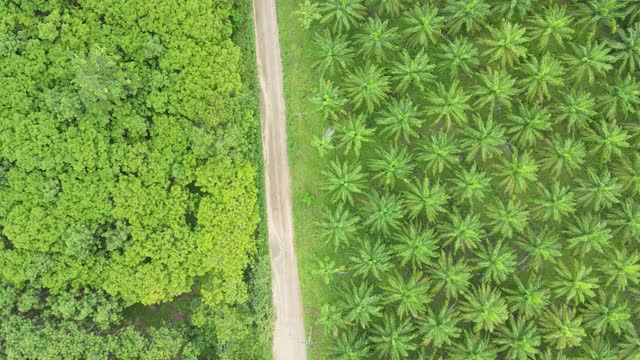 4k空中俯视图缩小para橡胶树田和棕榈油田之间的乡村道路视频素材