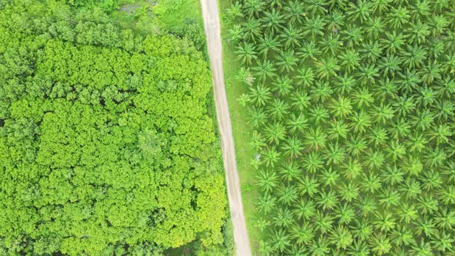 4k空中俯视图缩放在para橡胶树田和棕榈油田之间的旋转农村道路视频素材