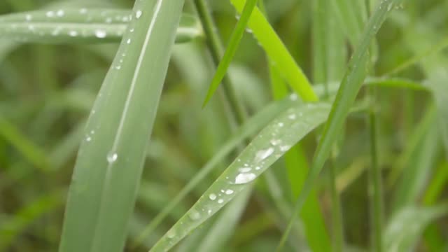 落在绿叶上的季雨。雨湿透了。草叶上的水滴露珠。美丽的雨季视频素材