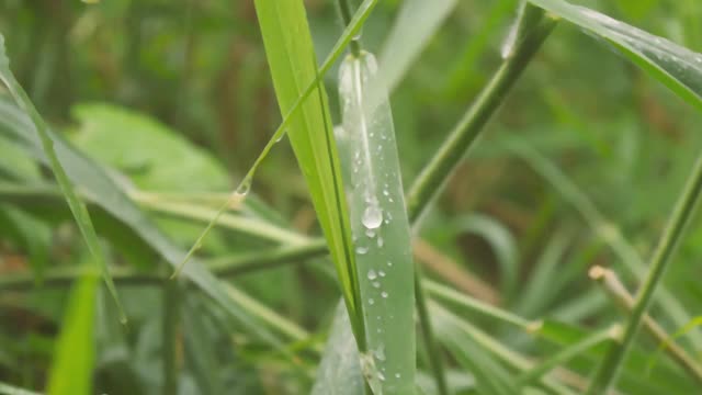 落在绿叶上的季雨。雨湿透了。草叶上的露珠。美丽的雨季视频素材