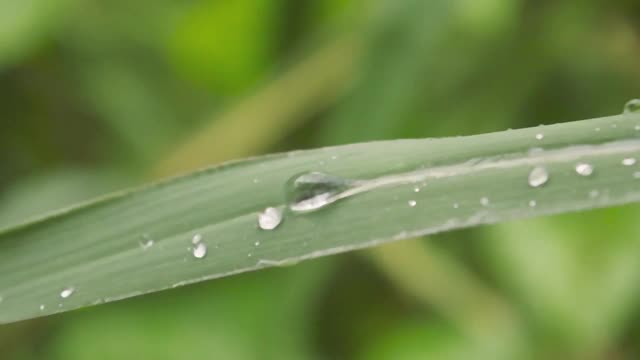 小雨打在叶子上。在水湿。近距离的季风雨水露珠上的草叶。冬天的雨季。视频素材