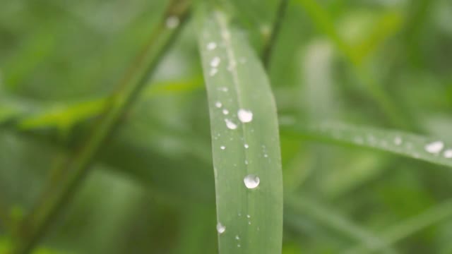 小雨打在叶子上。在水湿。近距离的季风雨水露珠上的草叶。冬天的雨季。自然之美抽象的背景视频片段。雨天视频素材