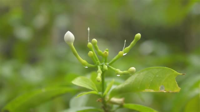 雨点落在茉莉花上。夏季季雨录像。视频素材