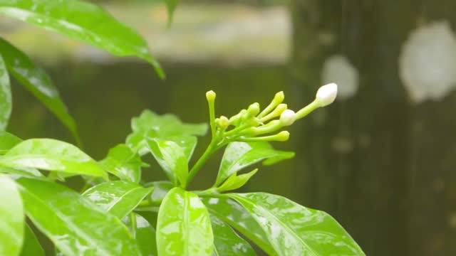 雨点落在茉莉花上。夏季季雨录像。雨滴之声效果。自然雨季背景。视频素材