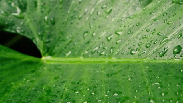 雨落在绿色植物的叶子上。卡丘帕塔或象耳球与水雨滴。夏雨视频片段。自然雨季背景。视频素材