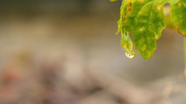 雨滴落在树叶上。特写镜头。雨水滴落的水带着新鲜的绿叶。夏季季雨录像。雨滴之声效果。自然雨季背景。视频素材