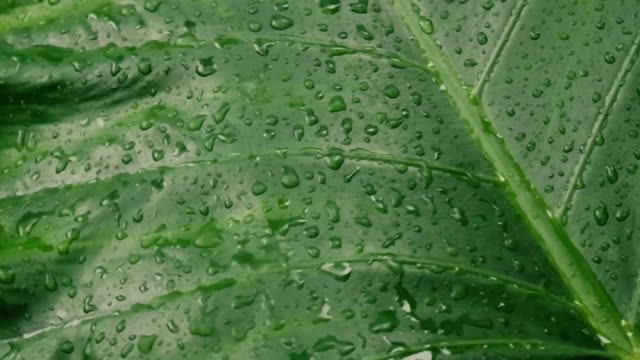 雨落在绿色植物的叶子上。卡丘帕塔或象耳球与水雨滴。夏雨视频片段。自然雨季背景。视频素材