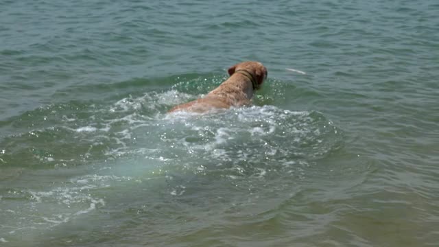 拉布拉多寻回犬在海里游泳视频素材