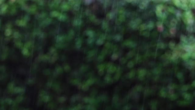 雨特写。雨滴落在树叶上。雨的背景视频素材