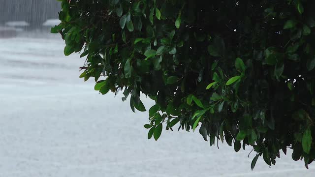 雨特写。雨滴落在树叶上。雨的背景视频素材