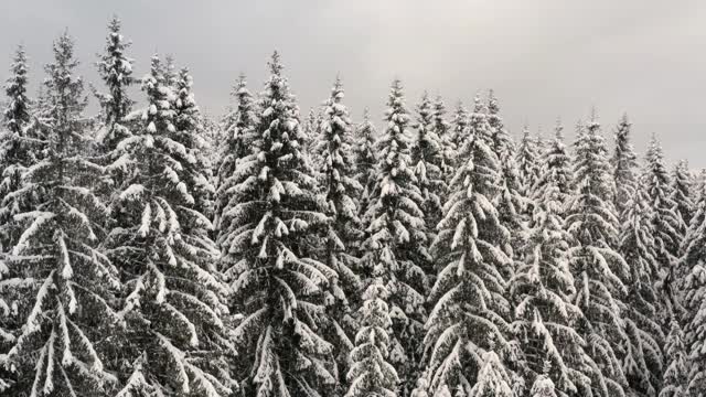 冬天，松树上覆盖着白雪。视频素材