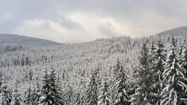 覆盖着积雪的针叶树，背景是山丘。视频素材