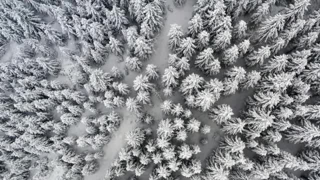 从鸟瞰图上看，冬天森林里的树木被雪覆盖着。视频素材