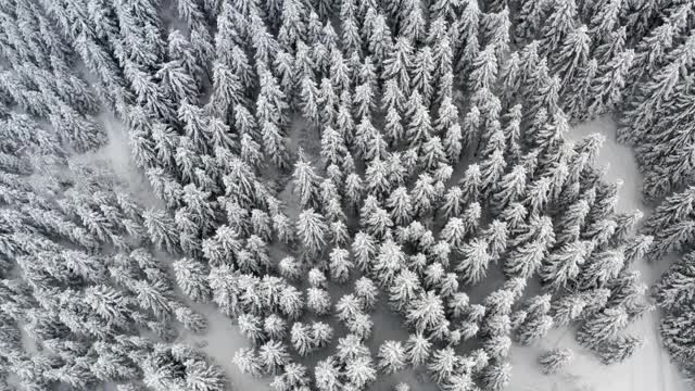 从鸟瞰图上看，冬天森林被雪覆盖。视频素材