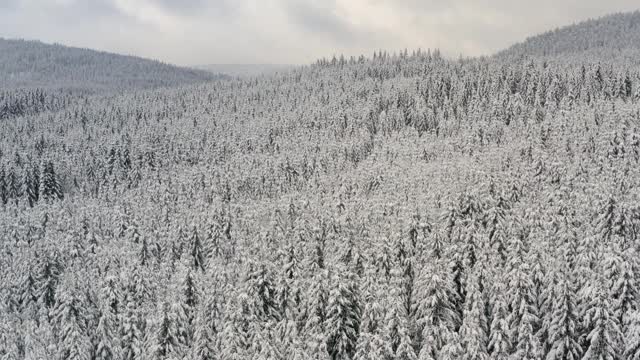 冬季的森林，从鸟瞰图上看针叶树被雪覆盖视频素材