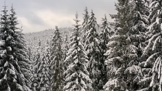 冬天，针叶树的树梢被无人机覆盖着积雪。视频素材