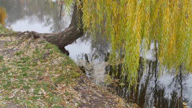 一棵垂着黄叶的垂柳垂在水面上。视频素材