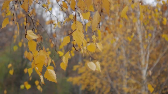 秋日黄桦的枝叶。视频素材