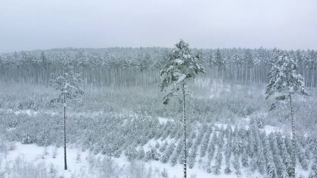 雪域森林全景视频素材