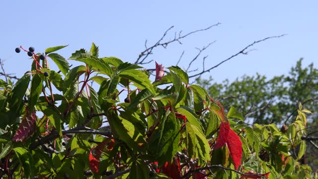 五颜六色的树叶在风中摇动视频素材