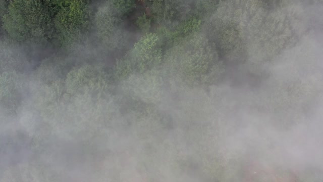 鸟瞰图的晨雾在黑海雨林山视频素材