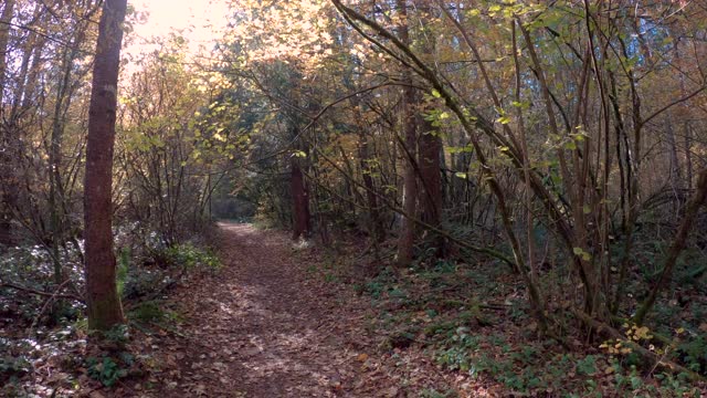 坎贝尔山谷地区公园森林步道4K超高清视频素材