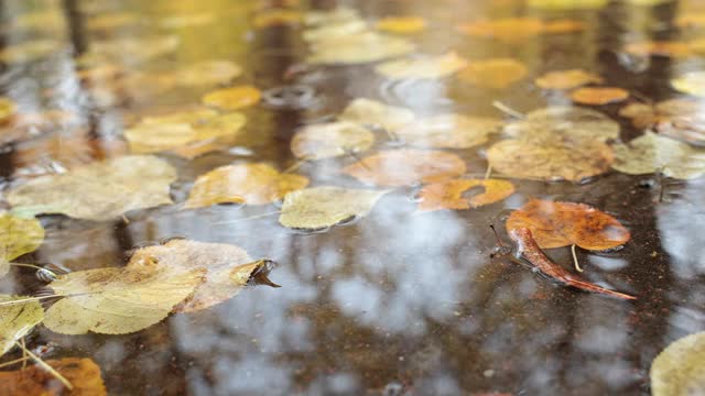 落叶落在水坑里。视频素材