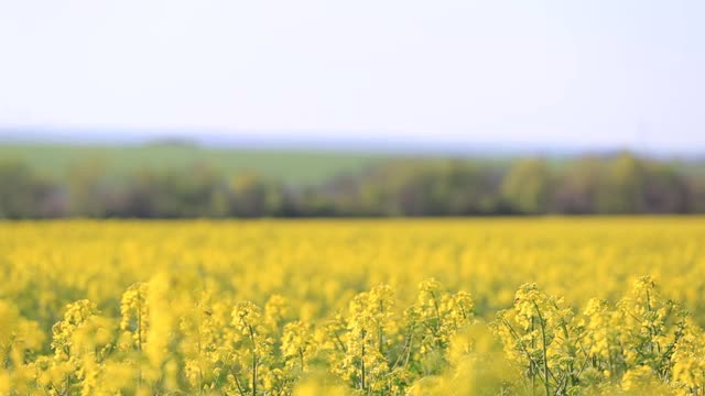 黄色田园油菜田，田园农业景观视频素材